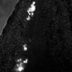 Algas (mostradas como manchas claros por fluorescencia de la clorofila) en la cola de un embrión de salamandra moteada. Foto: AMNH/J. Burns